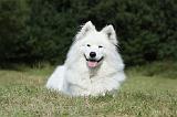 SAMOYEDE 051